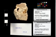 Foto (Objekt + Etikett) von Distefania sp.  (NHMW-GEO-1990-0041-3285)
